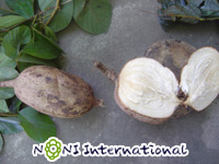 Maca